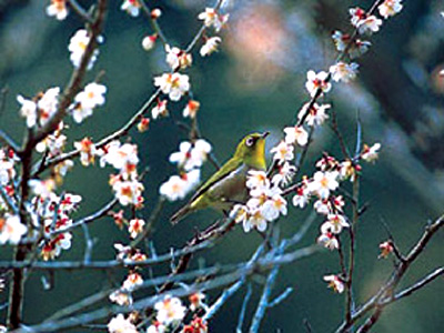 延 庆 杏 花 节