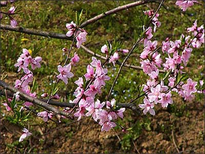 平 谷 国 际 桃 花 节