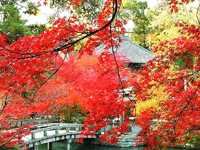 陵 川 红 叶 节