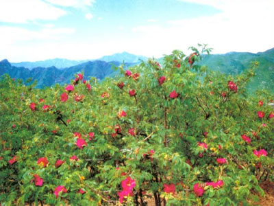 妙 峰 山 玫 瑰 花