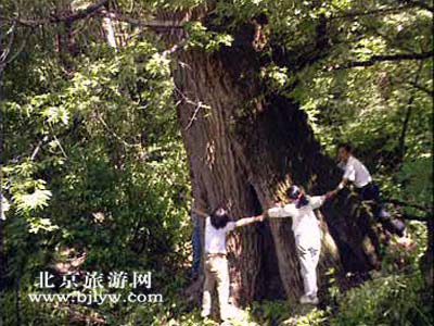 雾 灵 山