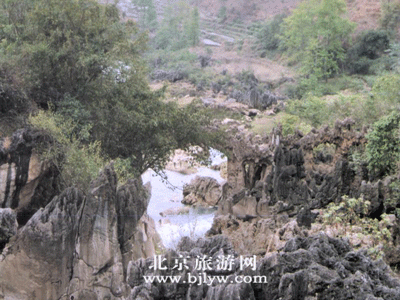 黄 果 树