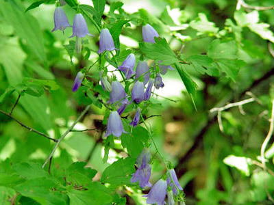 百 花 山