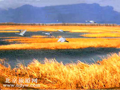 野 鸭 湖