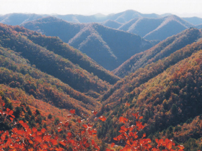 吕 梁 山 森 林 公 园